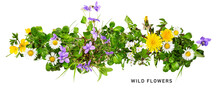 Meadow Wild Flowers. Daisy, Cardamine, Dandelion And Viola Flower Set. PNG Isolated With Transparent Background. Flat Lay, Top View. Without Shadow.