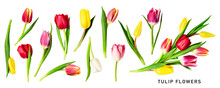 Tulip Flowers. Beautiful Colorful Tulips And Leaves Set. PNG Isolated With Transparent Background. Flat Lay, Top View. Without Shadow.