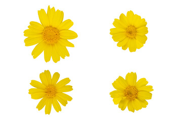 Yellow Calendula flower or Marigold isolated on white background, Floral symbol of spring and summer, heat and sun, png, DOF. Shallow depth of field