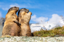 Two Alpine Marmots (Marmota Marmota) Feeding Outdoors