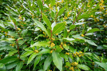 Poster - Laurus nobilis, branch with leaves, herb or spice