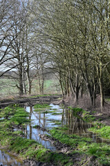 Canvas Print - intemperie inondation bois sentier agriculture boue 