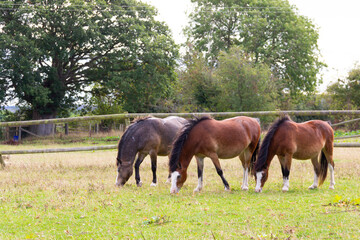 Wall Mural - Threes company, ponies horses  grazing together in field on a summers day in rural Shropshire UK.