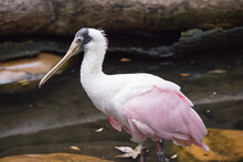 Pink Spoonbill Duck