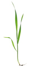 Wall Mural - Green young wheat, macro in spring, isolated on white, clipping path