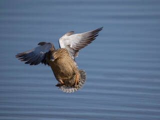 Wall Mural - Mallard, Anas platyrhynchos,