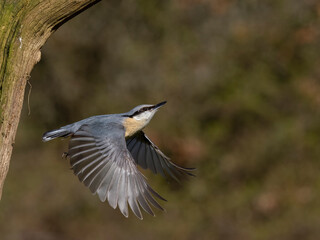 Wall Mural - Nuthatch, Sitta europaea