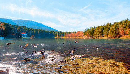 Poster - Flock of Mallard Ducks taking off by the lake - Wooden Lake house inside forest -  National Park of Golcuk, Bolu, Turkey