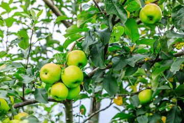 Wall Mural - Green apples grow in the orchard