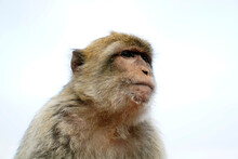 Single Barbary Macaque Monkey - Close-up On Head And Sky In Background