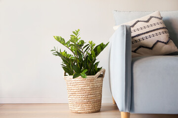 green home plant near sofa, zamioculcas at interior. Modern living room wooden floor, blue pillow