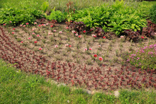 Flower Bed With Decorative Pink Flowers