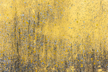 Wall Mural - Grungy yellow wall with lichen, abstract background texture