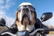 dog in helmet riding bike, generative ai