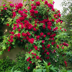 Wall Mural - beautiful rose bush in summer garden