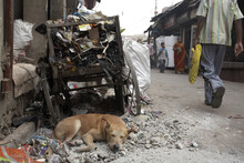Dog Sleeping On The Street, Calcutta, West Bengal, India