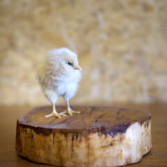 Wall Mural - Cute baby chick standing on wood