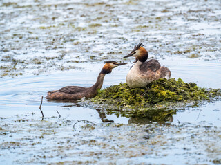 A pair of water birds, Great Crested Grebe, feeding chick at nest.