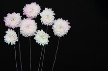 White And Pink Chrysanthemum Buds. Flowers In The Form Of Balloons. Composition On A Black Background With Space For Text.