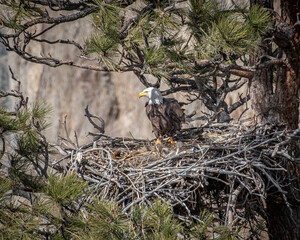 Wall Mural - Nesting Eagles