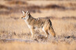 An alert Coyote (Canis latrans) at the Rocky Mountain Arsenal National Wildlife Refuge near Denver, Colorado, USA; Colorado, United States of America