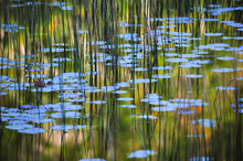 Reflections Of Foliage And Tall Grasses In A Wetland In The Tarn, Acadian National Park; Maine, United States Of America
