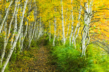 Sedge-lined Trail Through A Birch Forest In Acadia National Park, Maine, USA; Maine, United States Of America