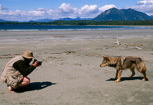 Tourist Photographs A Gray Wolf (Canis Lupus) On The Beach In Vargas Island Provincial Park, BC, Canada; Vancouver Island, British Columbia, Canada