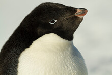 Close-up Portrait Of An Adelie Penguin (Pygoscelis Adeliae); Antarctica