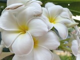Fototapeta Tulipany - Beautiful of white frangipani tropical flowers