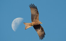 Whistling Kite In Flight In Outback Australia.