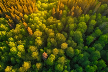 Wall Mural - Aerial view of green and orange forest. Changing foliage. Top view. Generative ai.