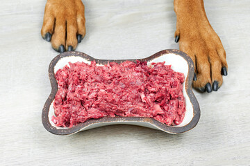 Wall Mural - Close-up top view of dog paws next to food bowl with raw meat