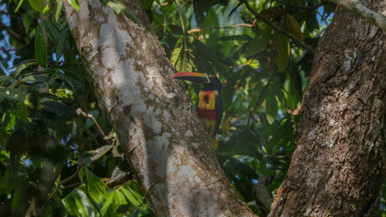 Wall Mural - front view of a fiery-billed aracari in a tree at manuel antonio