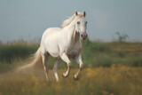 Fototapeta Konie - albino horse running, galloping in the field.