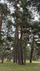 Poster - vertical pine trees swaying in the gentle breeze a spring wind in a field of fresh grass