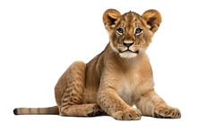 Lion Cub Sitting On A Transparent Background, Generative Ai