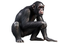 Chimpanzee On A Transparent Background, Generative Ai