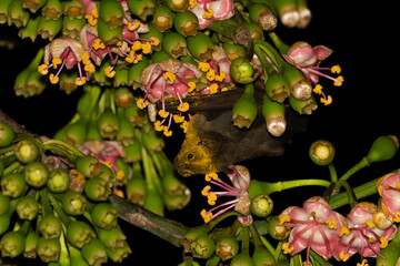 Wall Mural - Jamaican fruit bat pollinating flower