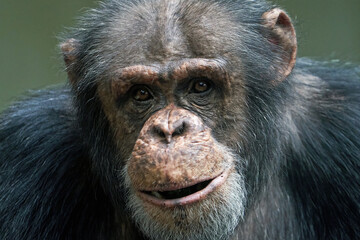 Wall Mural - Chimpanzee (Pan troglodytes) portrait