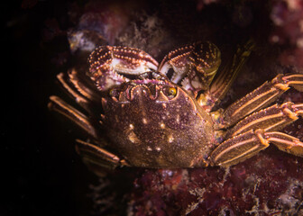 Wall Mural - Cape rock crab (Plagusia chabrus) sitting on the reef eating with its claws