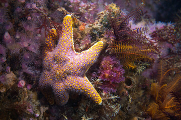 Wall Mural - A Red Sea Star (Callopatiria granifera) on the reef underwater with a knobbly yellow-pink body and six arms