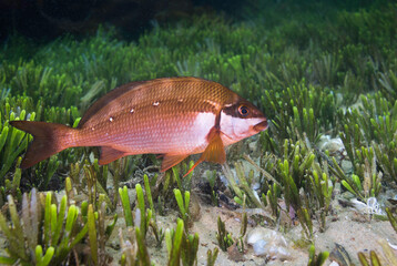 Wall Mural - Twotone fingerfin fish underwater (Chirodactylus brachydactylus) swimming over some sea grass on the ocean floor