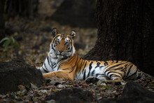 A Full Body Portrait Of A Tigress From Bandhavgarh Sitting On Leaf Litter On A Summer Evening