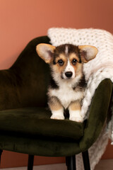 Wall Mural - Cute Corgi Pembroke puppy lying on a green armchair with white plaid 