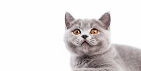 Wall Mural - Cute British Shorthair cat kitten portrait on white background in studio. Generative AI