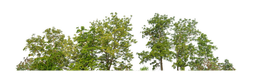 Leinwandbilder - Green Trees on transparent background. are Forest and foliage in summer for both printing and web pages with cut path and alpha channel