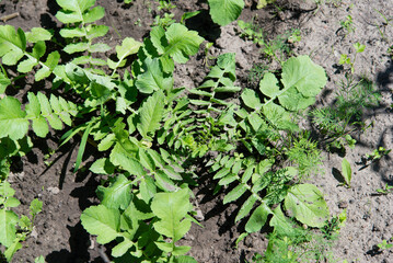 Sticker - Green daikon leaves. Fresh young daikon grows on fertile soil. Garden natural organic food.