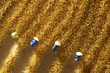 © View Stock - Farmers harvest wheat