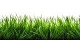 Fototapeta Kuchnia - Green grass close-up. Generative AI
